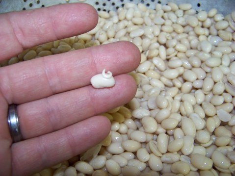 sprouted navy beans